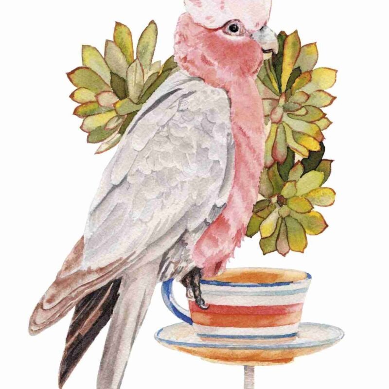 Pink Galah Art Print
