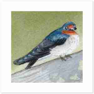 Welcome swallow greeting card