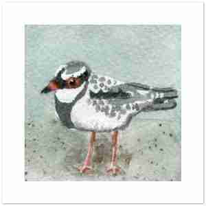 Dotterel bird cards - blank greetings card with a watercolour dotterel on the front