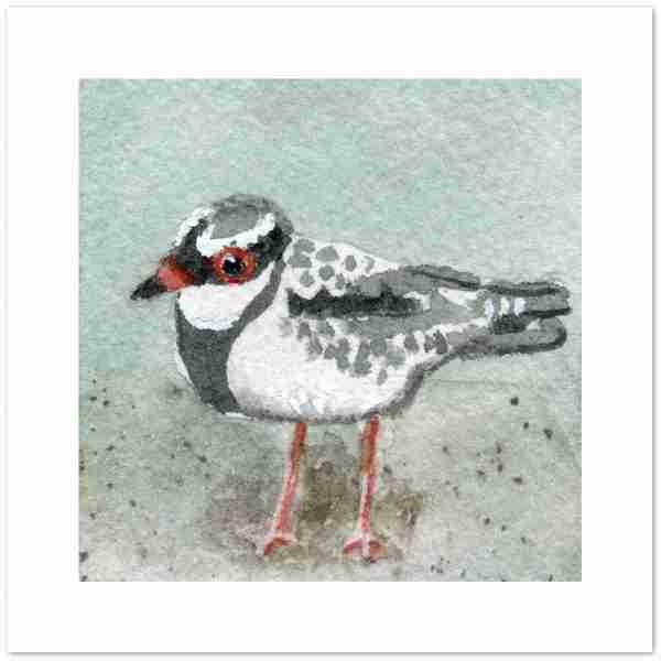 Dotterel bird cards - blank greetings card with a watercolour dotterel on the front