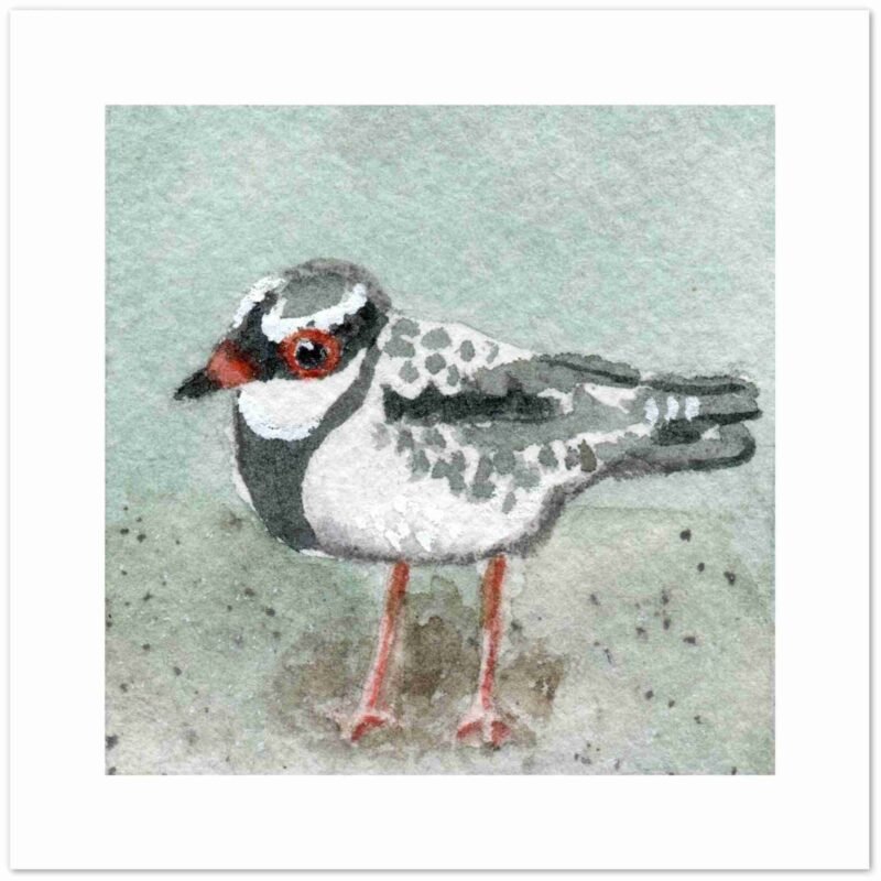 Dotterel bird cards - blank greetings card with a watercolour dotterel on the front