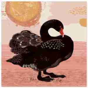 Black swan illustration on a background of warm pink and orange colours