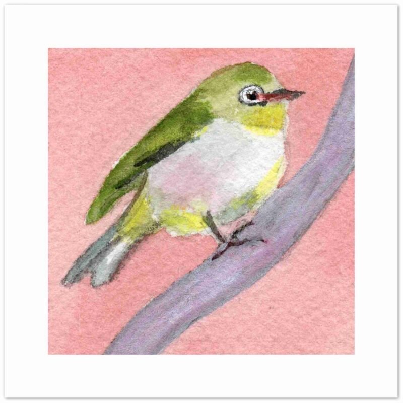 Silvereye Bird Cards with a pink background