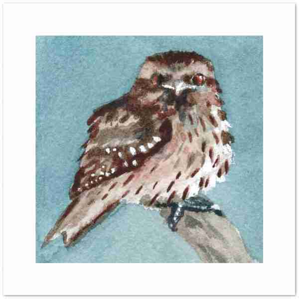 Design of Tawny frogmouth bird cards with a blue background